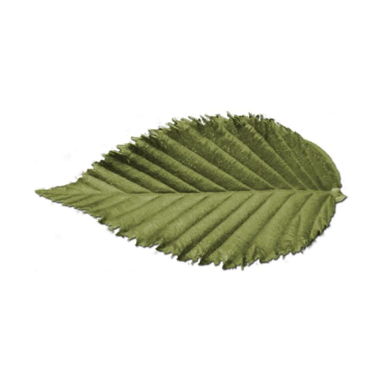 Leaf Structure Olive Green Pattern