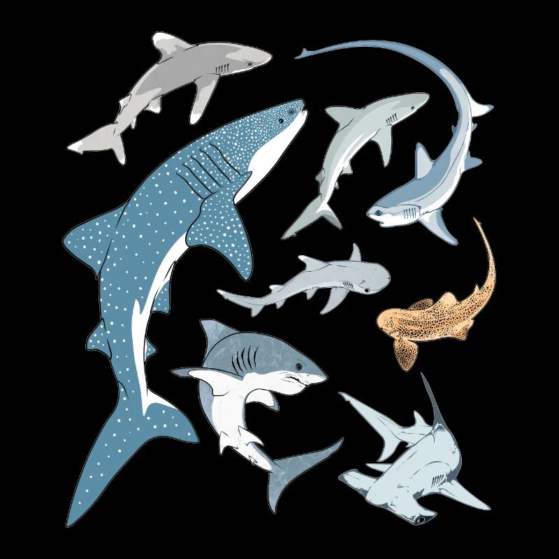 Types de requins Espèces de requins