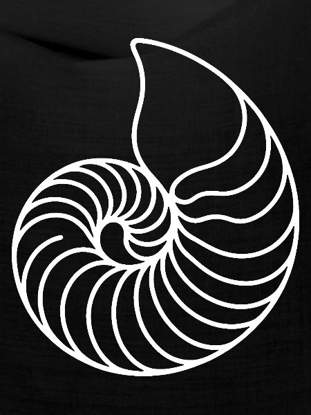 Nautilus Spirale Linienkunst