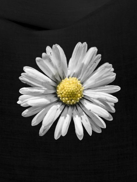 Gänseblümchen