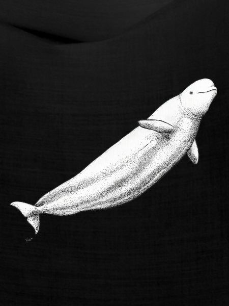 Beluga