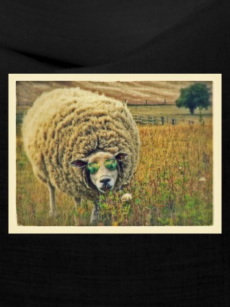sheep