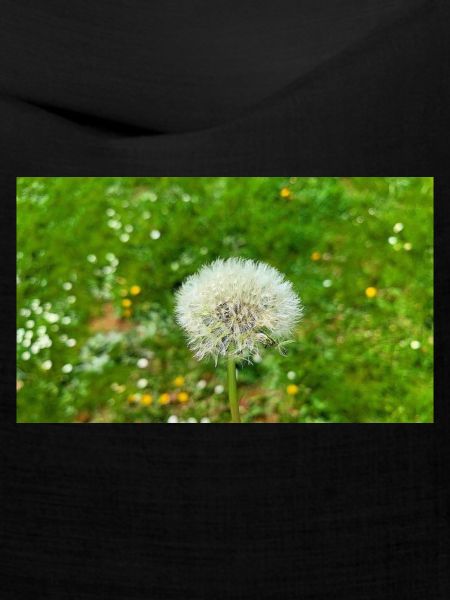 Pusteblume