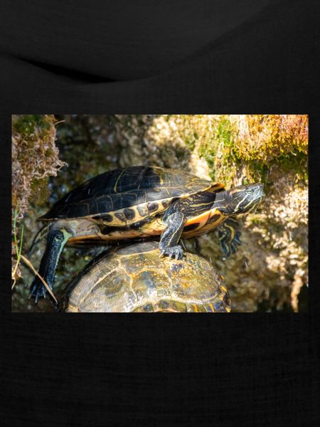 Gelbbauch-Slider Trachemys scripta scripta