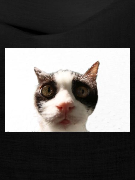 Katze