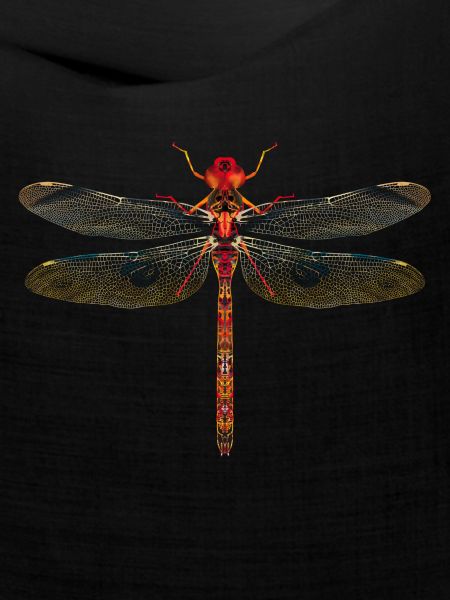 Libelle farbenfroh