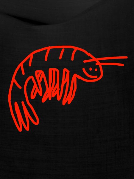 Shrimp
