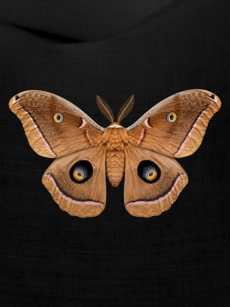 Polyphemus Moth Antheraea polyphemus