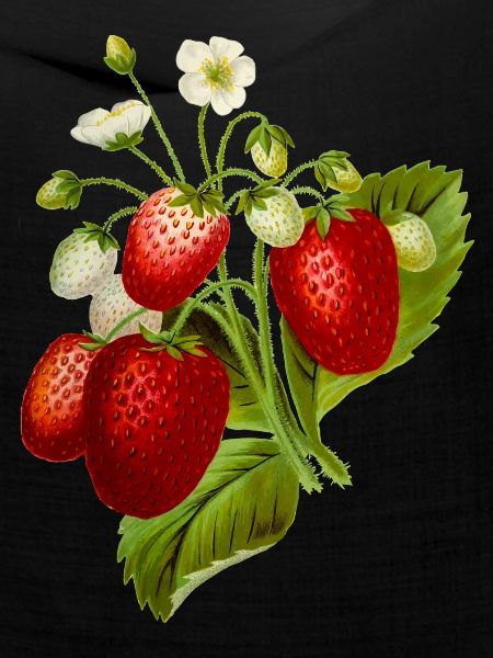 Erdbeeren Illustration