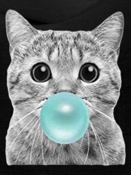 coole Katze