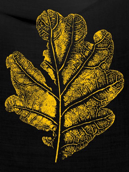 Blatt Eiche/ Eichenblatt