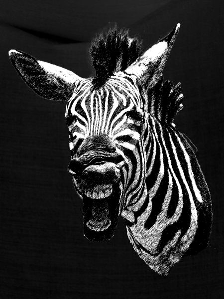 Grumpy Zebra