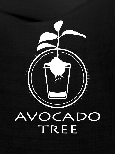Avocado-Schössling