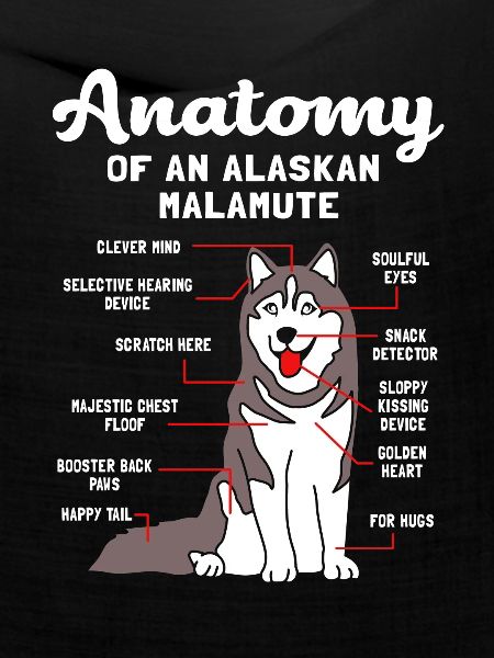 Malamute