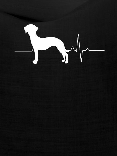 Whippet