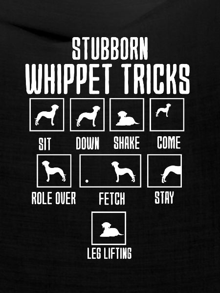 Whippet