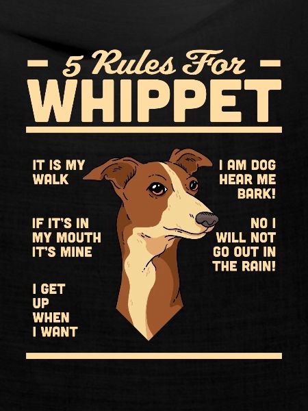 Whippet
