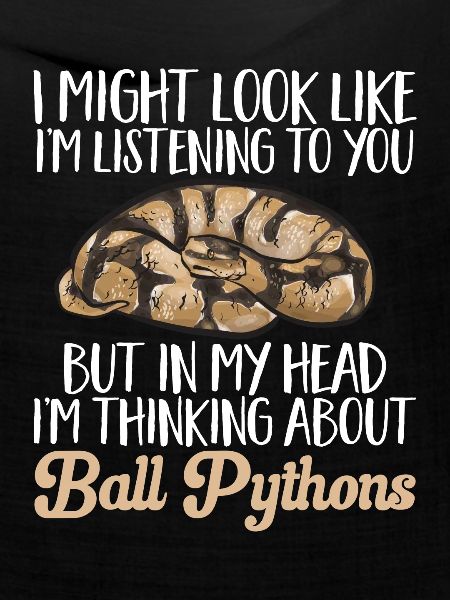 Ball Python Schlange Königspython