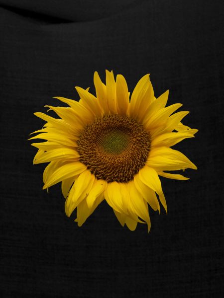 Sonnenblume