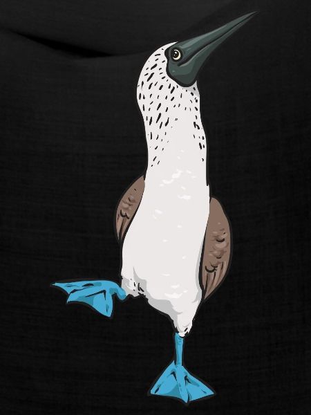 Blaufußtölpel Blue-footed Booby Seevogel