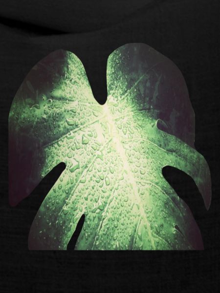 Monstera