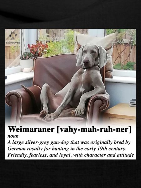 Weimaraner mit Attitude