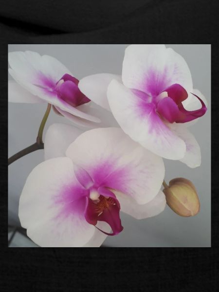 Orchidee