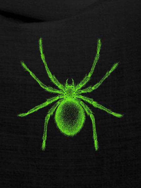Spinne