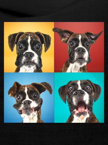 Boxer Collage popart klassik