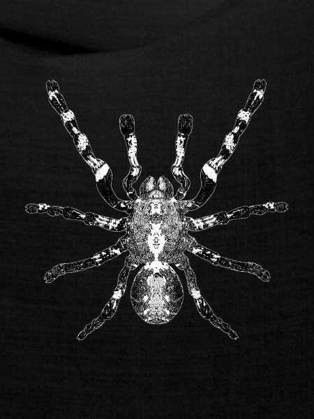 Spinne, Spinnentier