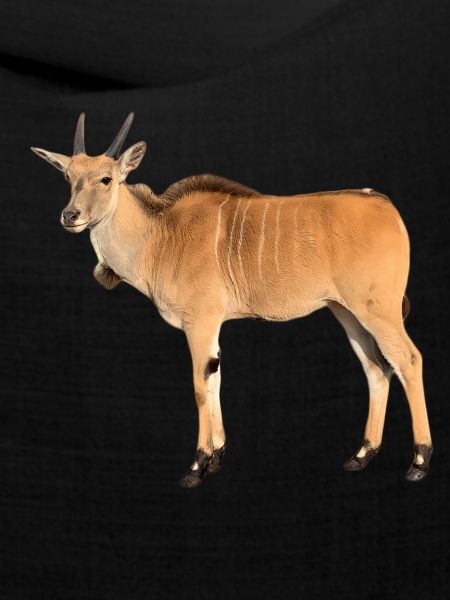 Antilope