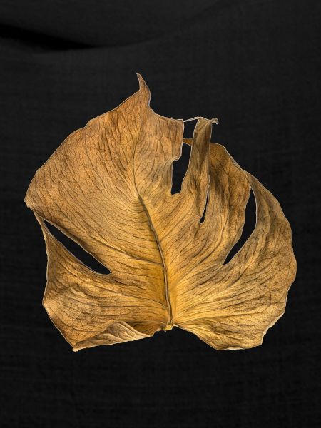 Monstera Blatt getrocknet