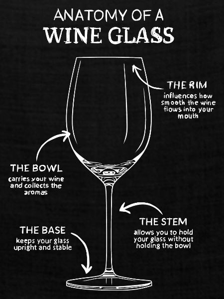 Wein Glas Anatomie