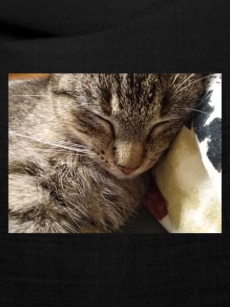 katzen, kätzchen,