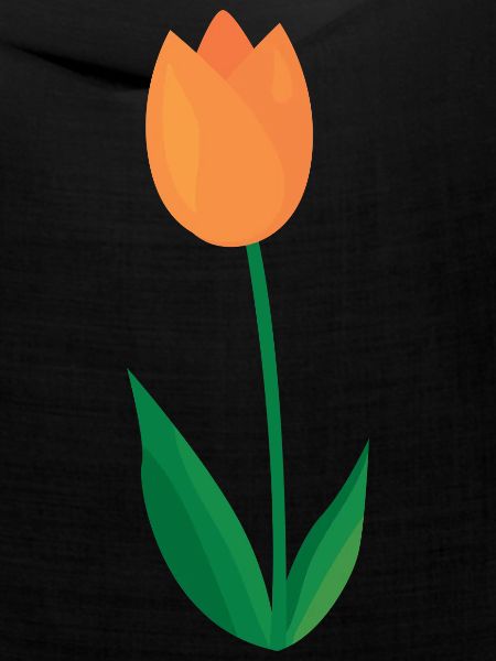 Tulpe