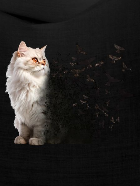 Persische Katze