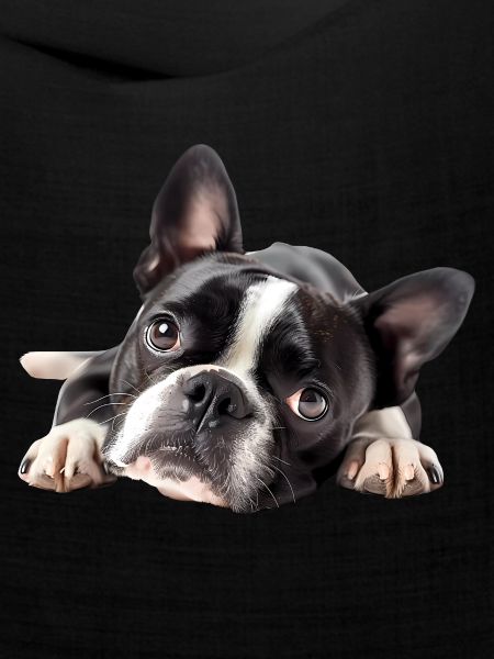Boston Terrier