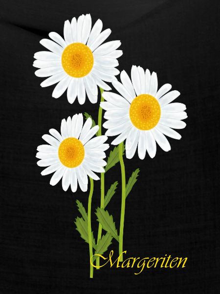 Margeriten, Blumen