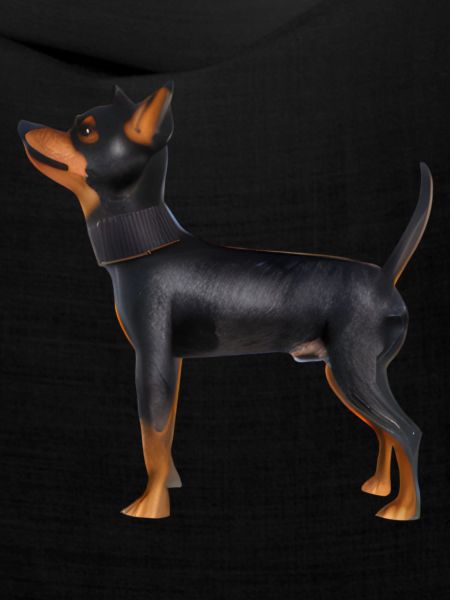 Lancashire Heeler