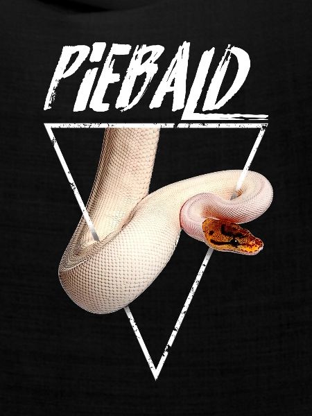 Piebald Ball Python Reptilienpfleger