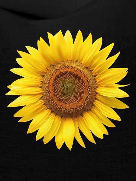Sonnenblume