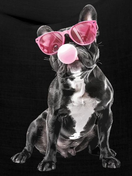 Boston Terrier