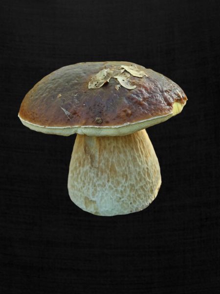 Steinpilz