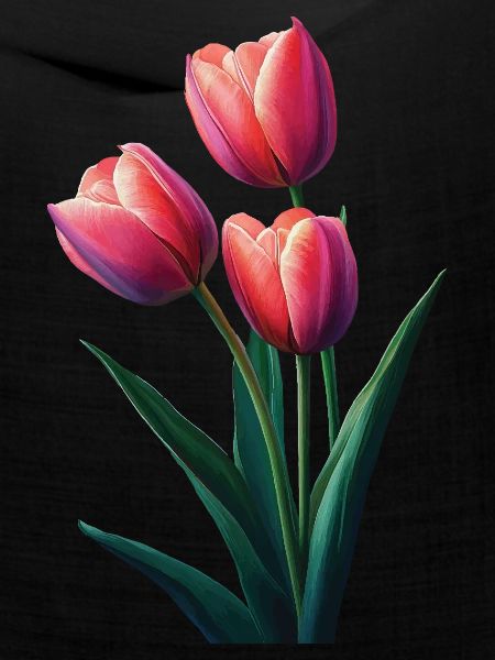 Tulpe