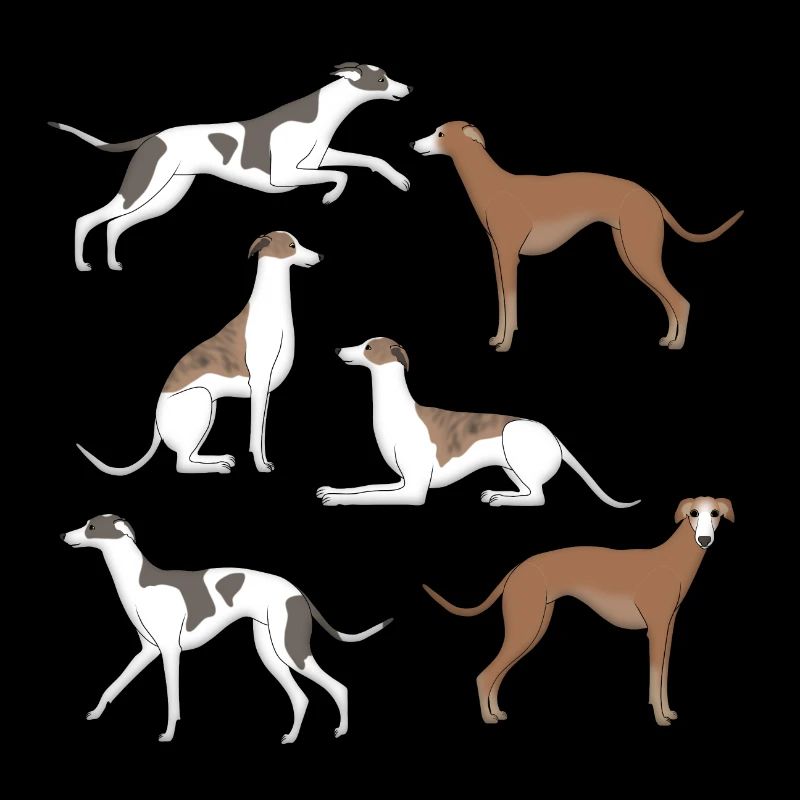 Sélection de Whippet