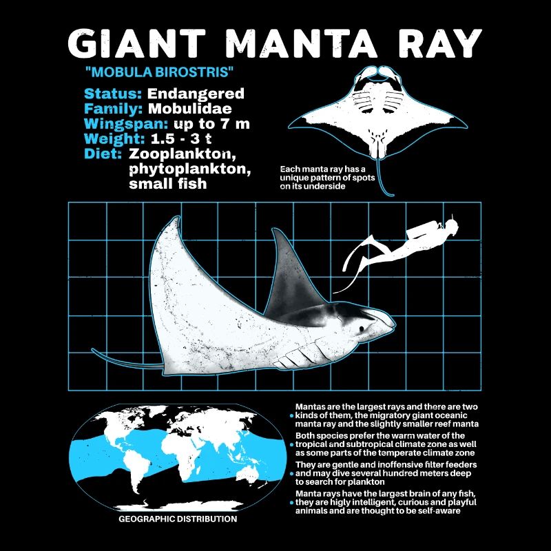 Fiche technique des raies manta
