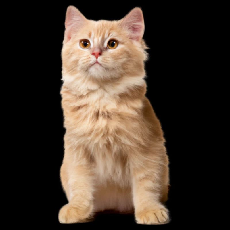 Rothaarige Katze