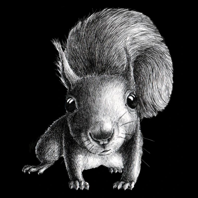Eichhörnchen