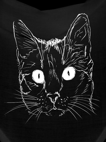 Tier,tiere,Katze,Katzen,Haustier,Tier liebe