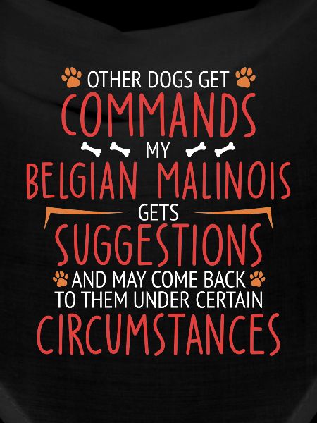 Malinois belge commande Berger belge